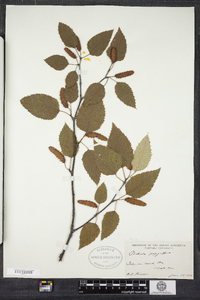 Betula papyrifera image