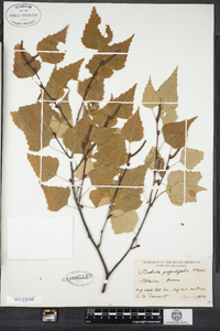 Betula populifolia image