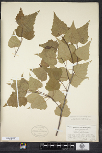 Betula populifolia image