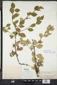 Image of Betula raymundii