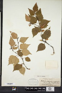 Betula populifolia image