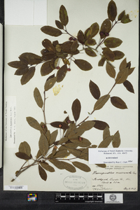 Ilex mucronata image