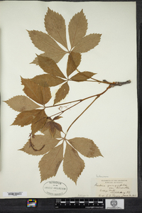 Parthenocissus quinquefolia image