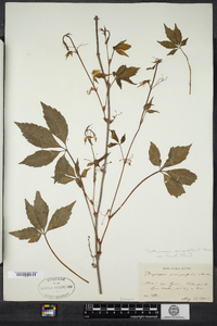 Parthenocissus quinquefolia image