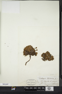 Diapensia lapponica image