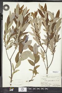 Salix pedicellaris image