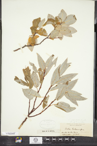 Salix pyrifolia image