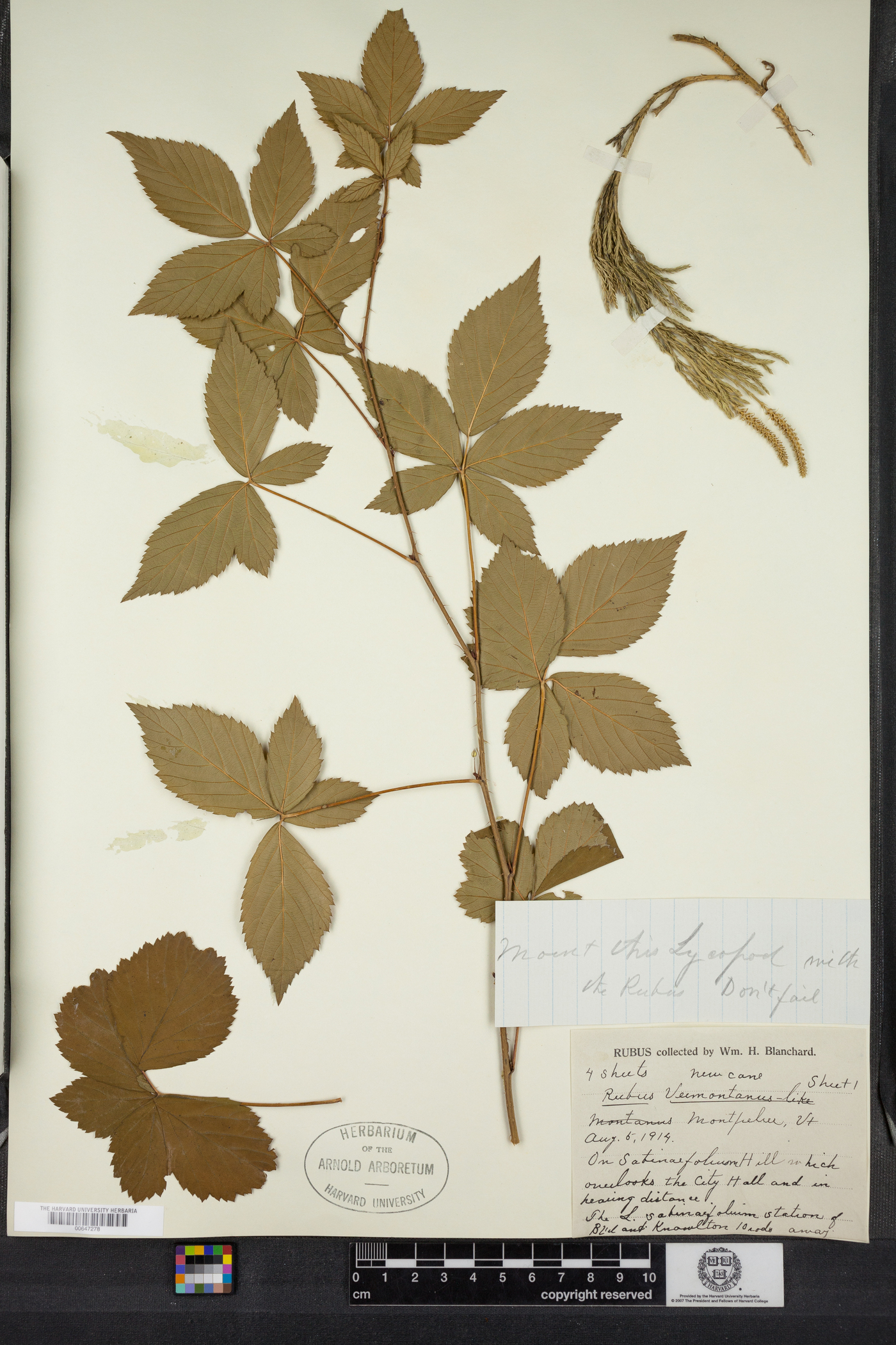 Rubus vermontanus image