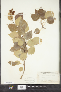 Populus tremuloides image