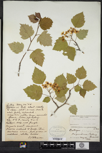 Crataegus macrosperma image