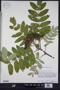 Sorbus decora image