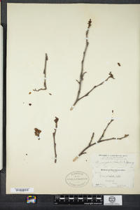 Alnus serrulata image