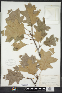 Quercus velutina image