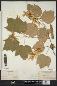 Acer spicatum image