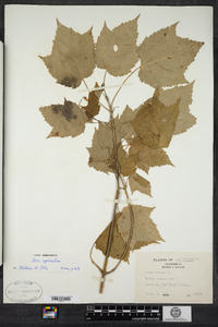 Acer spicatum image