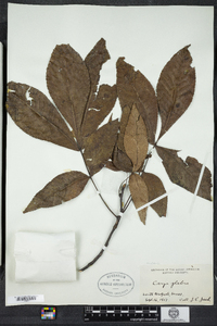 Carya glabra image