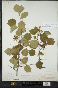 Crataegus iracunda image