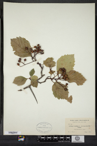 Crataegus succulenta image