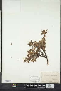 Arctostaphylos alpina var. alpina image