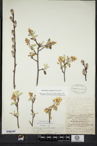 Amelanchier sanguinea image