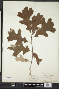 Quercus rehderi image