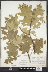 Quercus robbinsii image