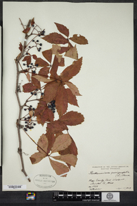 Parthenocissus quinquefolia image