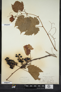 Vitis vulpina image