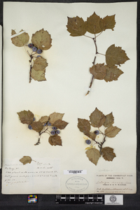 Crataegus dissona image