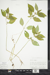 Galeopsis tetrahit image