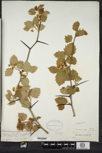 Crataegus flabellata image