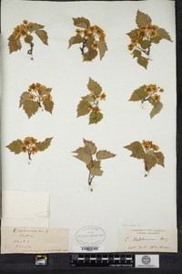 Crataegus iracunda image