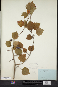 Crataegus iracunda image