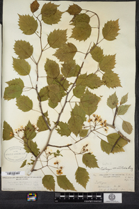 Crataegus macrosperma image