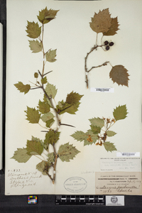 Crataegus macrosperma image