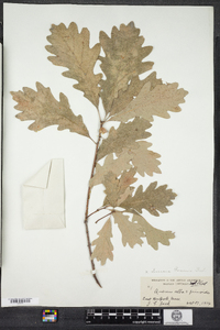 Quercus faxonii image