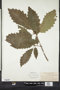 Quercus muehlenbergii image