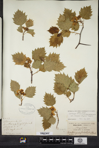 Crataegus flabellata image