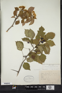 Crataegus macrosperma image