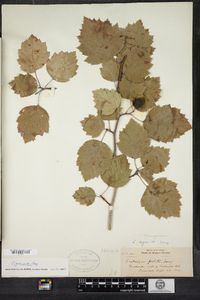 Crataegus pedicellata image