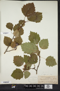 Crataegus pedicellata image