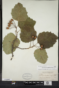 Crataegus submollis image