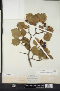 Crataegus submollis image