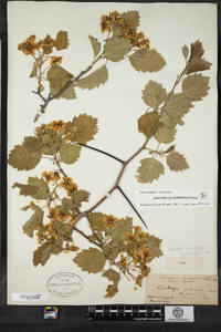 Crataegus submollis image