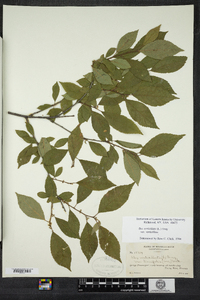 Ilex verticillata image