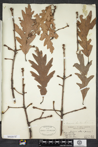 Quercus saulii image