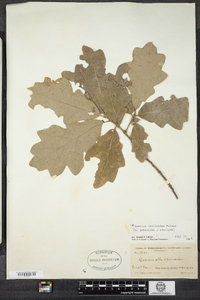Quercus stelloides image