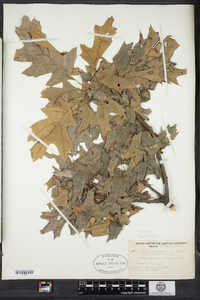 Quercus velutina image