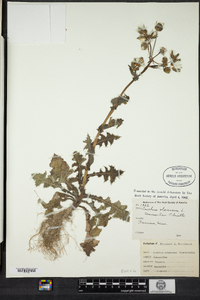 Sonchus oleraceus image