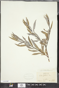 Salix petiolaris image